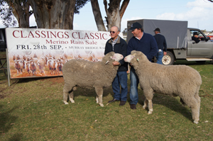 classings classic merino ram sale 2012